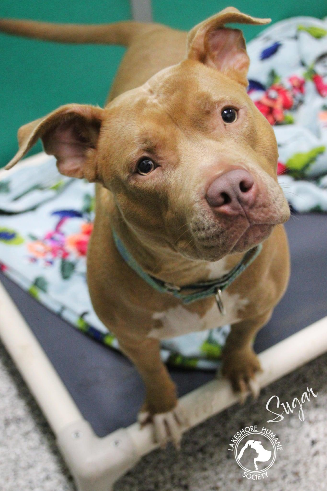 Sugar, Adoptable, Adult Female Pit Bull Terrier.