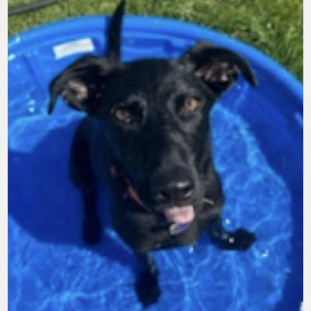 Ivy, Adoptable, Adult Female German Shepherd Dog & Yellow Labrador Retriever.