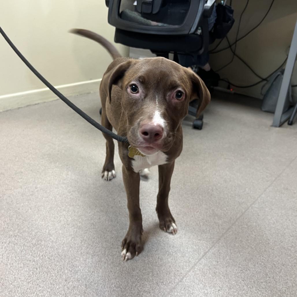 Suki, Adoptable, Puppy Female Labrador Retriever & Pit Bull Terrier.