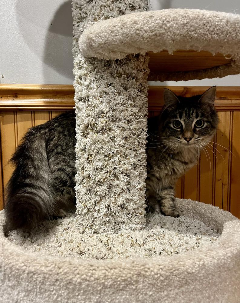 Blossom, Adoptable, Young Female Domestic Long Hair.