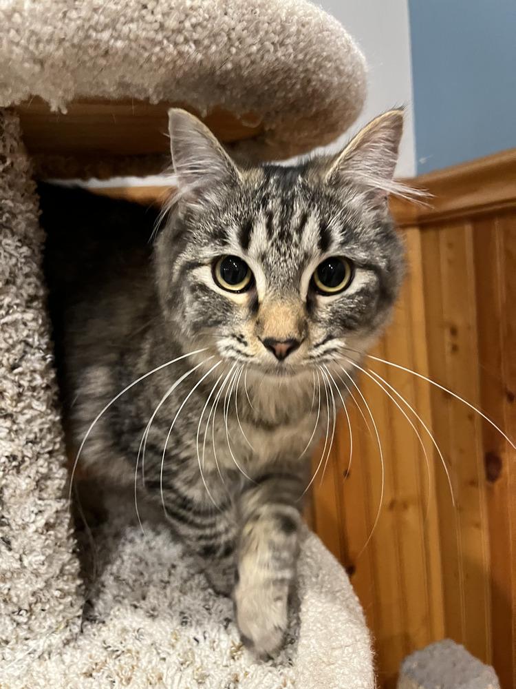 Enlarge Blossom, a Adoptable Domestic Long Hair in Emerald Isle, NC image 2/2