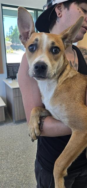 MALIYAH, Adoptable, Young Female Pit Bull Terrier.
