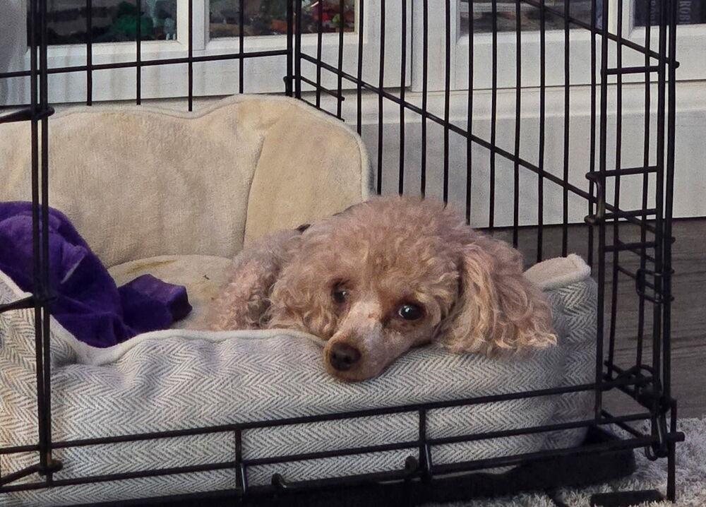 Enlarge Poodle Toy - KeyKey, a Adoptable Poodle in Omaha, NE image 1/2