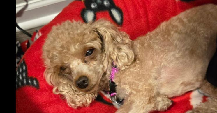 Enlarge Poodle Toy - KeyKey, a Adoptable Poodle in Omaha, NE image 2/2