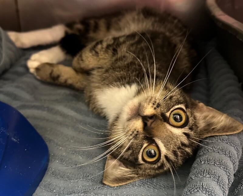 Unknown, a Adoptable Domestic Short Hair in Burgaw, NC image 1/2