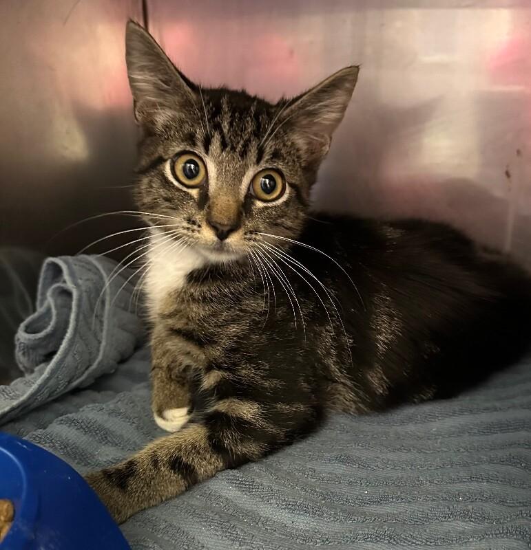 Unknown, a Adoptable Domestic Short Hair in Burgaw, NC image 2/2