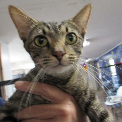 Enlarge Joy, a Adoptable Domestic Short Hair in West Memphis, AR image 1/1