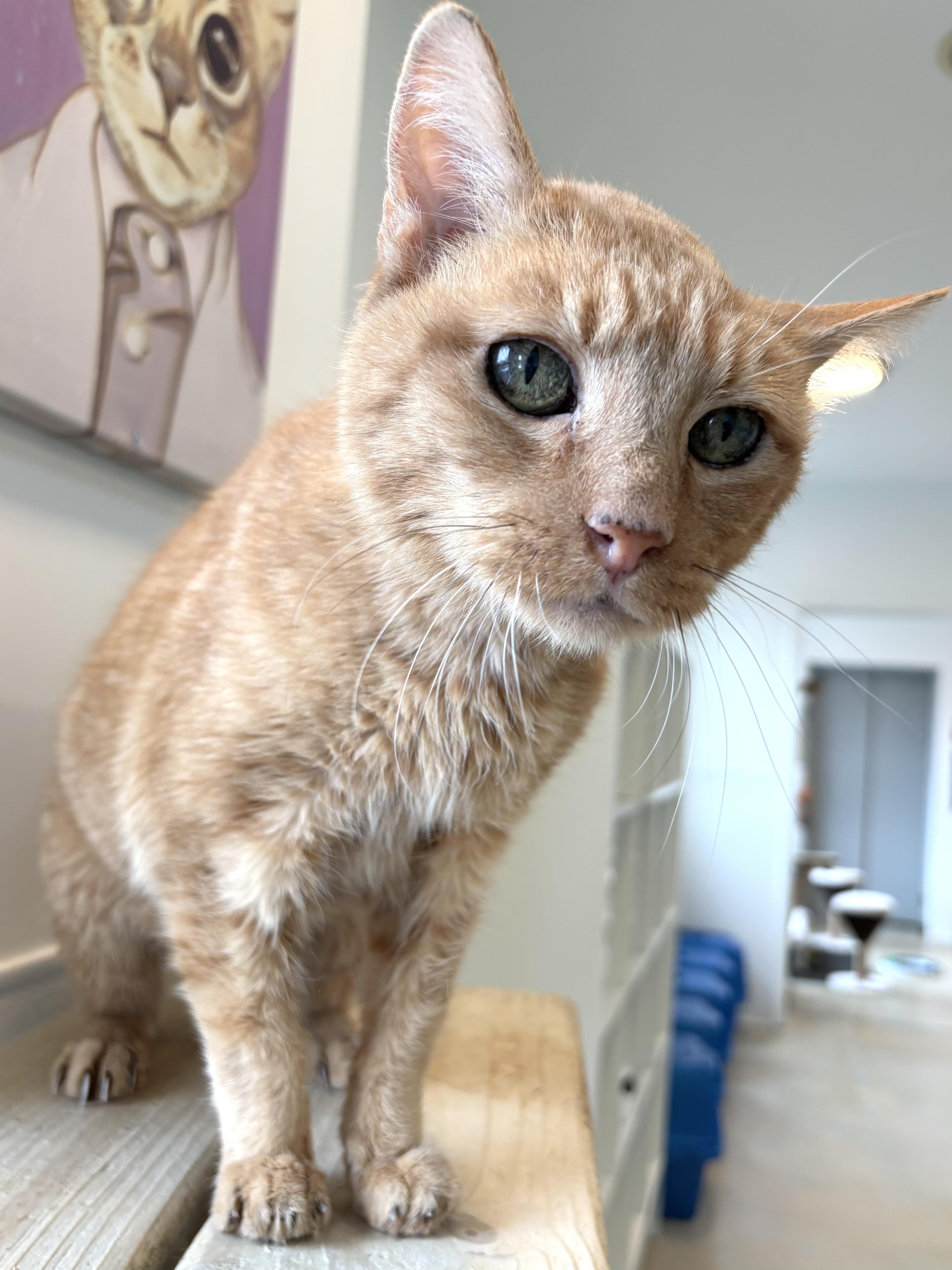 Ronald, Adoptable, Adult Male Domestic Short Hair.