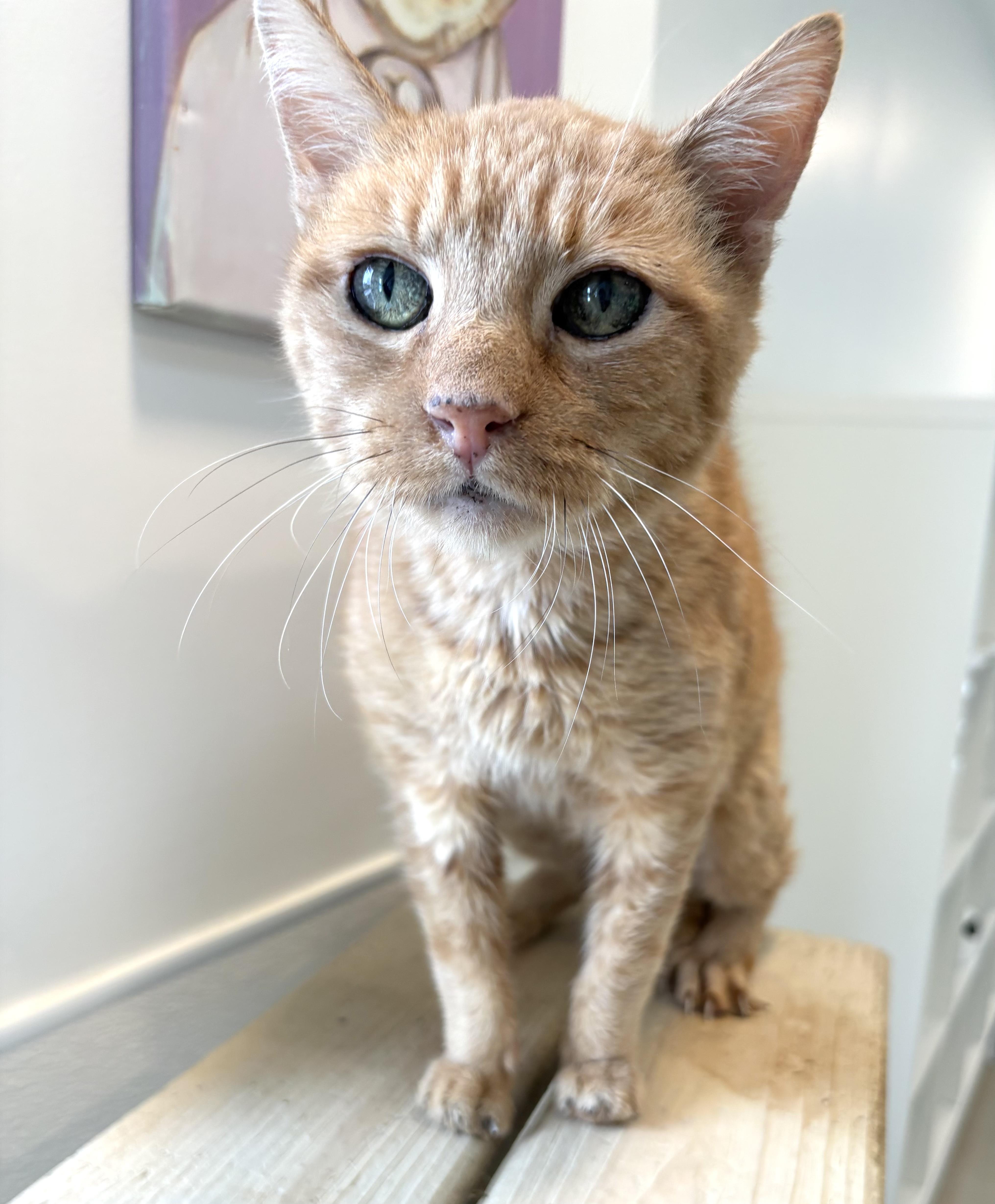 Enlarge Ronald, a Adoptable Domestic Short Hair in Chicago, IL image 2/3