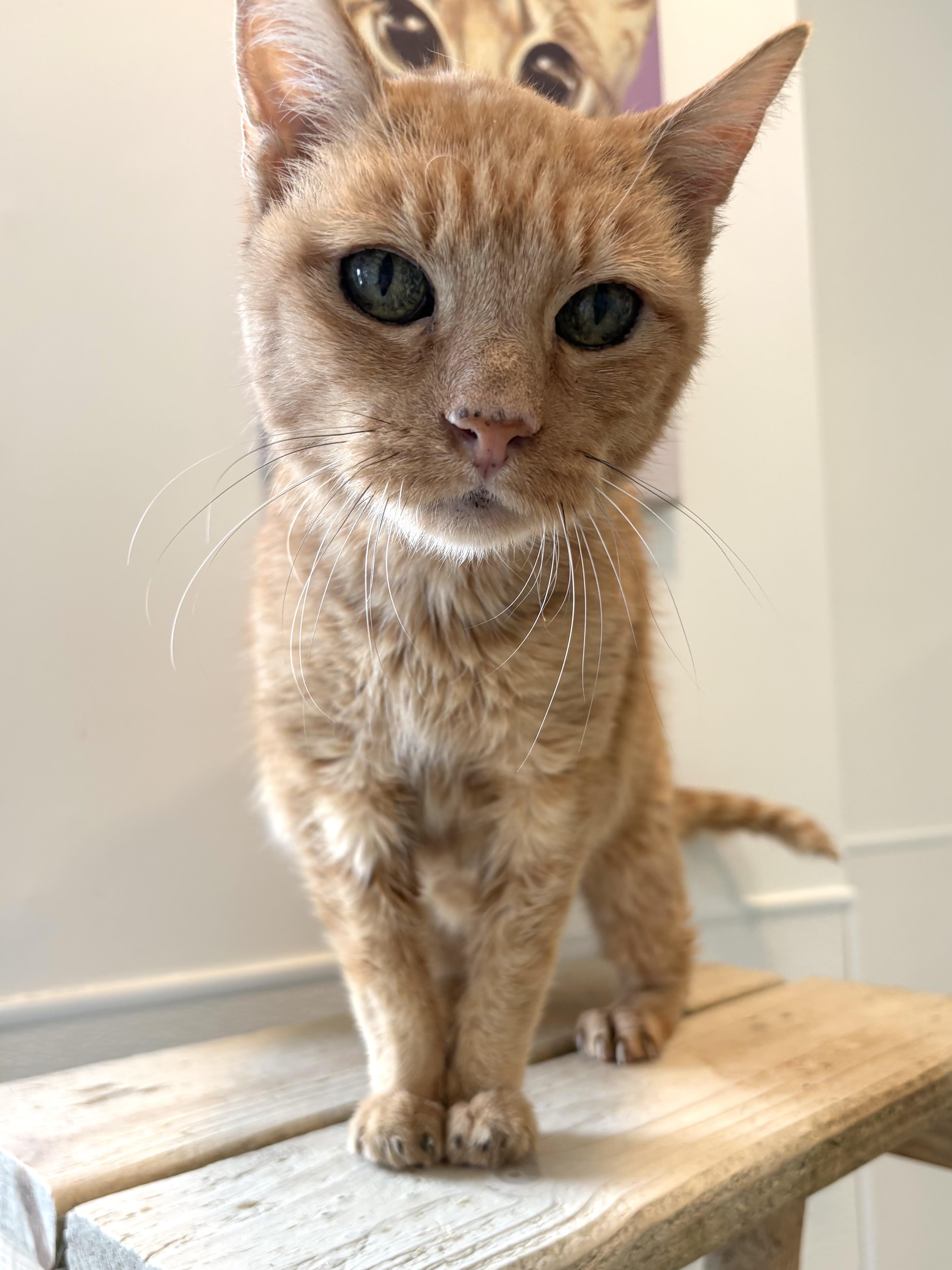 Enlarge Ronald, a Adoptable Domestic Short Hair in Chicago, IL image 3/3