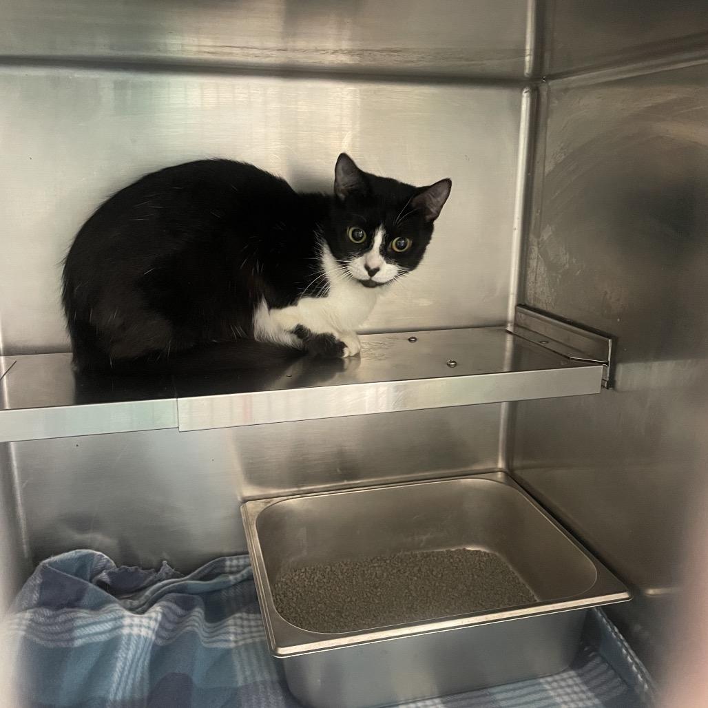 Dory, Adoptable, Adult Female Domestic Short Hair.