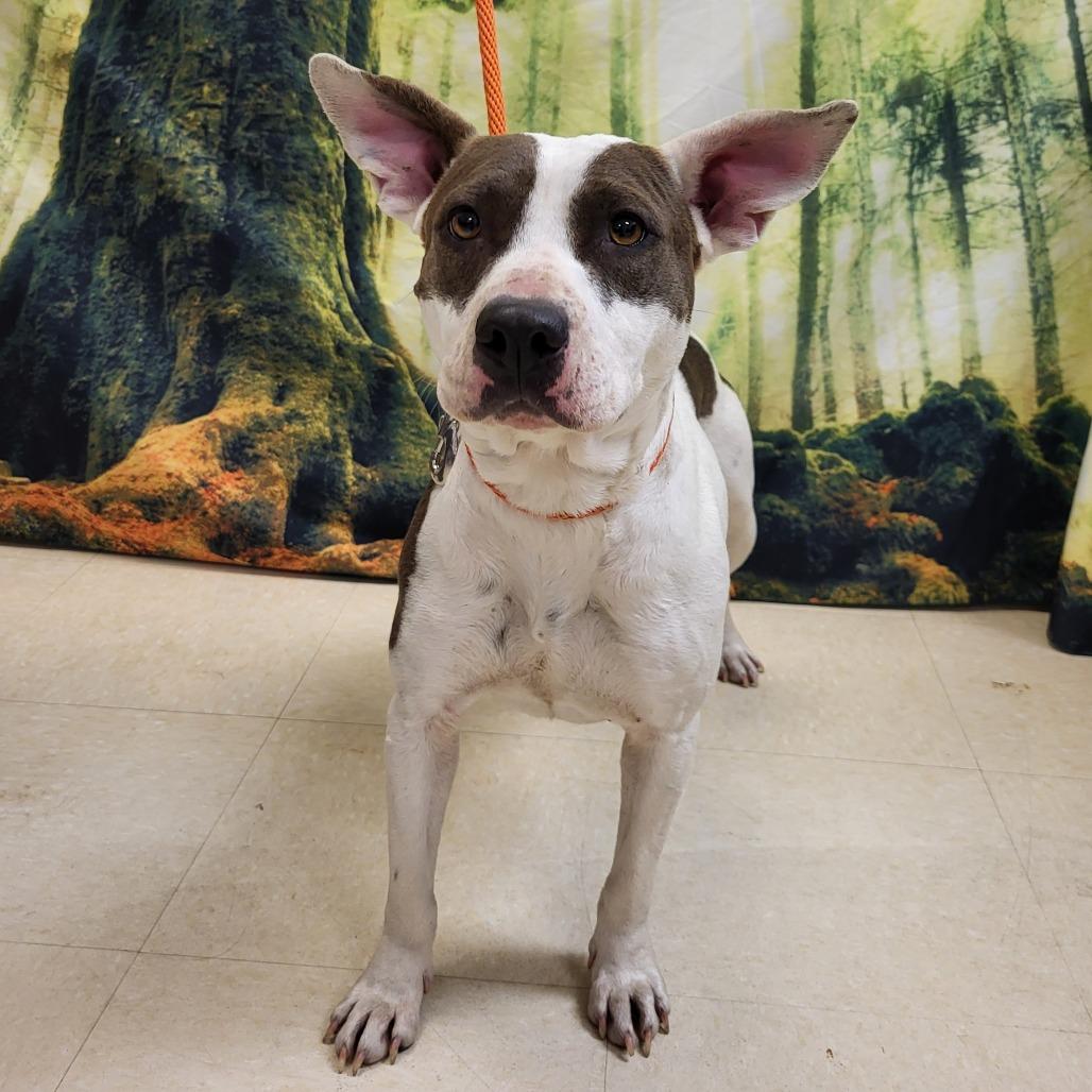 Enlarge Gizmo, a Adoptable Pit Bull Terrier in Lake Panasoffkee, FL image 1/1