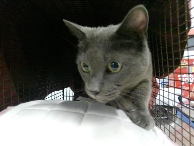 SMOKEY, Adoptable, Adult Female Domestic Short Hair.