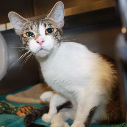 Royal Lady, Adoptable, Adult Female Domestic Short Hair.
