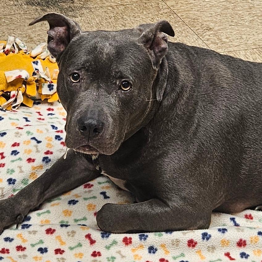 Enlarge Agnes, a Adoptable mixed breed in Birdsboro, PA image 1/6