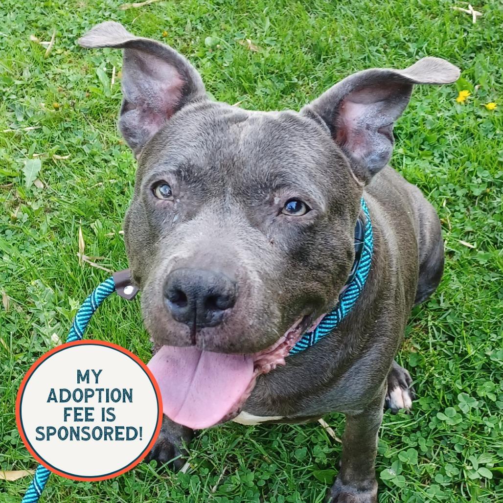 Enlarge Agnes, a Adoptable mixed breed in Birdsboro, PA image 2/6