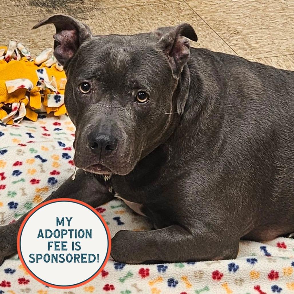 Enlarge Agnes, a Adoptable mixed breed in Birdsboro, PA image 3/6