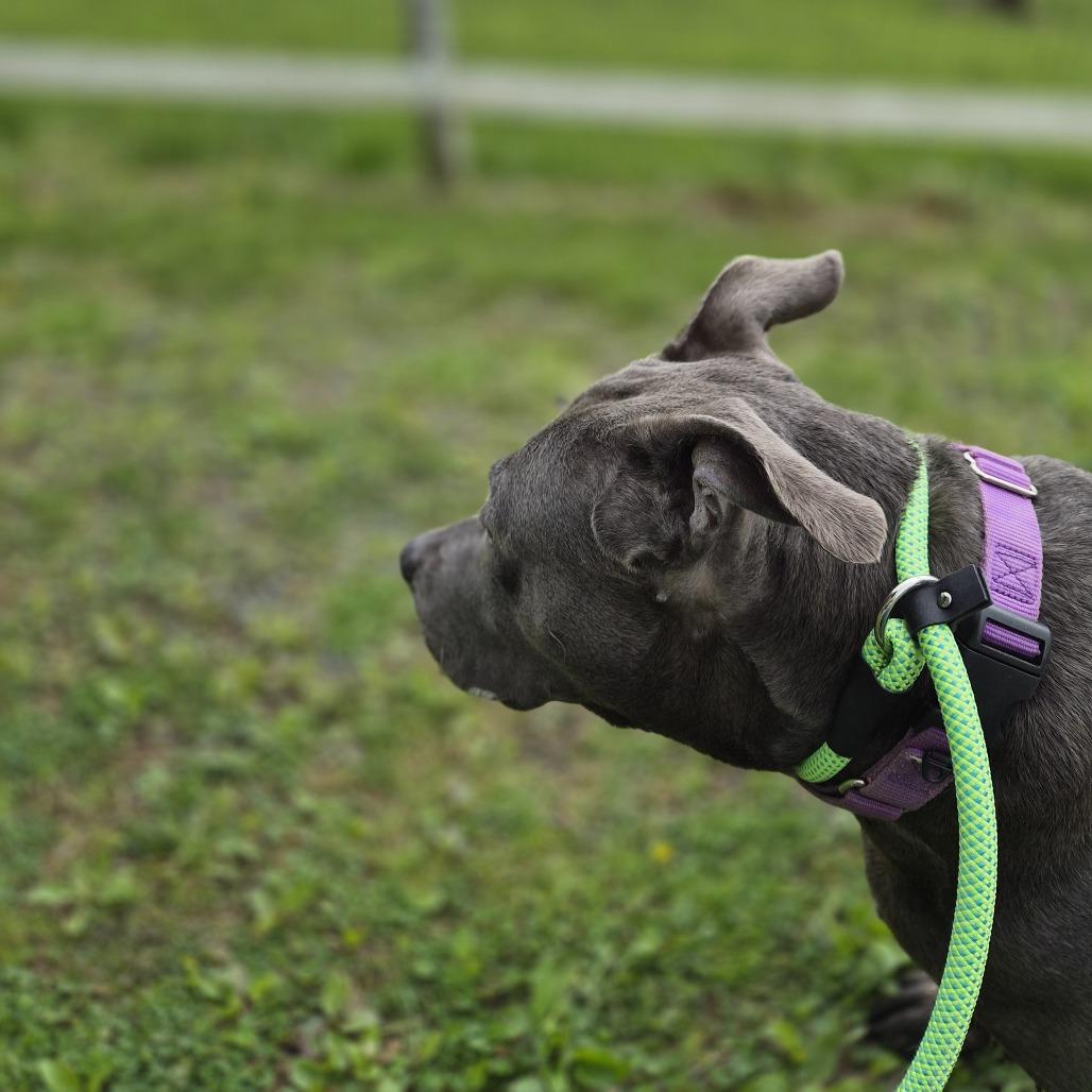 Agnes, a Adoptable mixed breed in Birdsboro, PA image 2/6