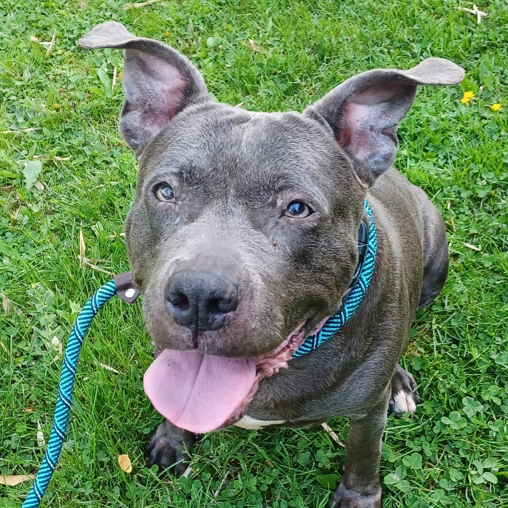 Enlarge Agnes, a Adoptable mixed breed in Birdsboro, PA image 4/6