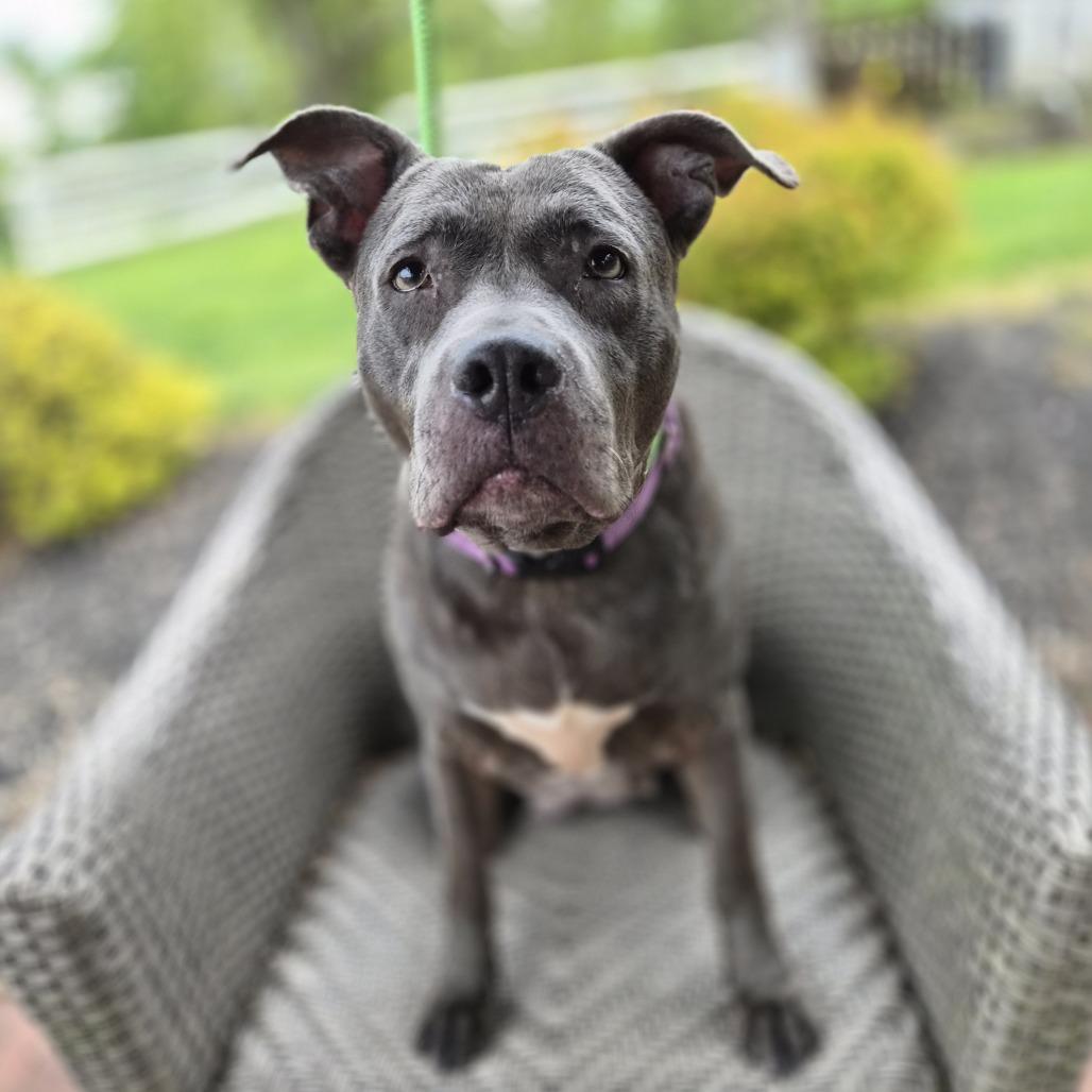 Agnes, a Adoptable mixed breed in Birdsboro, PA image 4/6