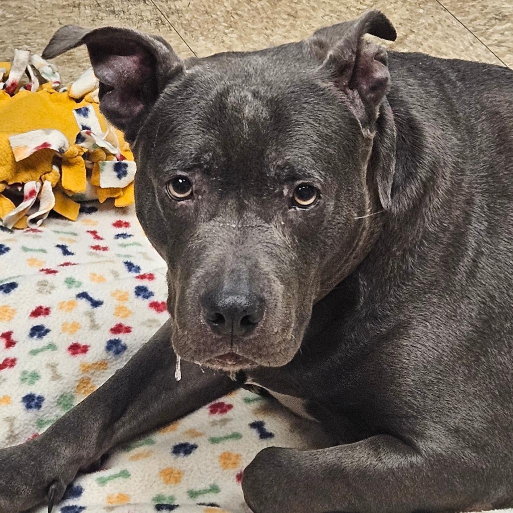 Enlarge Agnes, a Adoptable mixed breed in Birdsboro, PA image 5/6