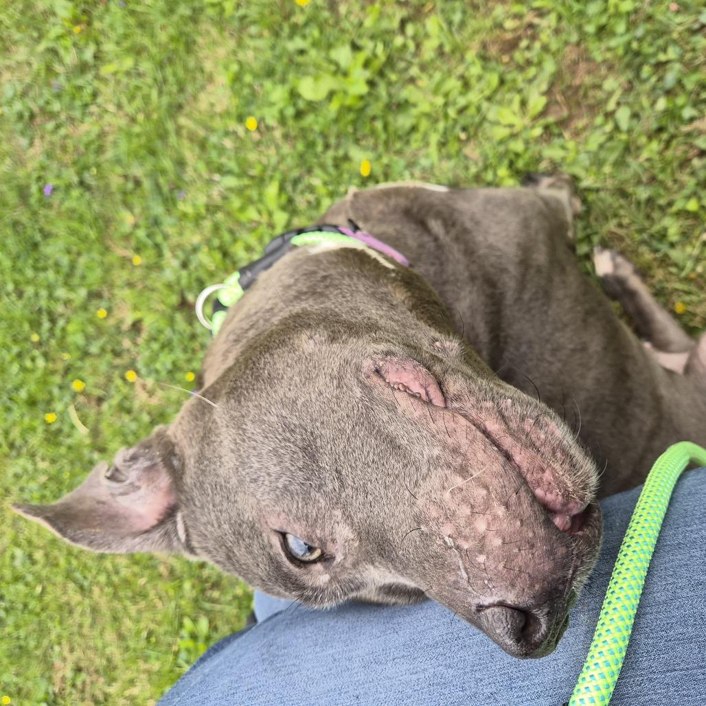 Agnes, a Adoptable mixed breed in Birdsboro, PA image 5/6