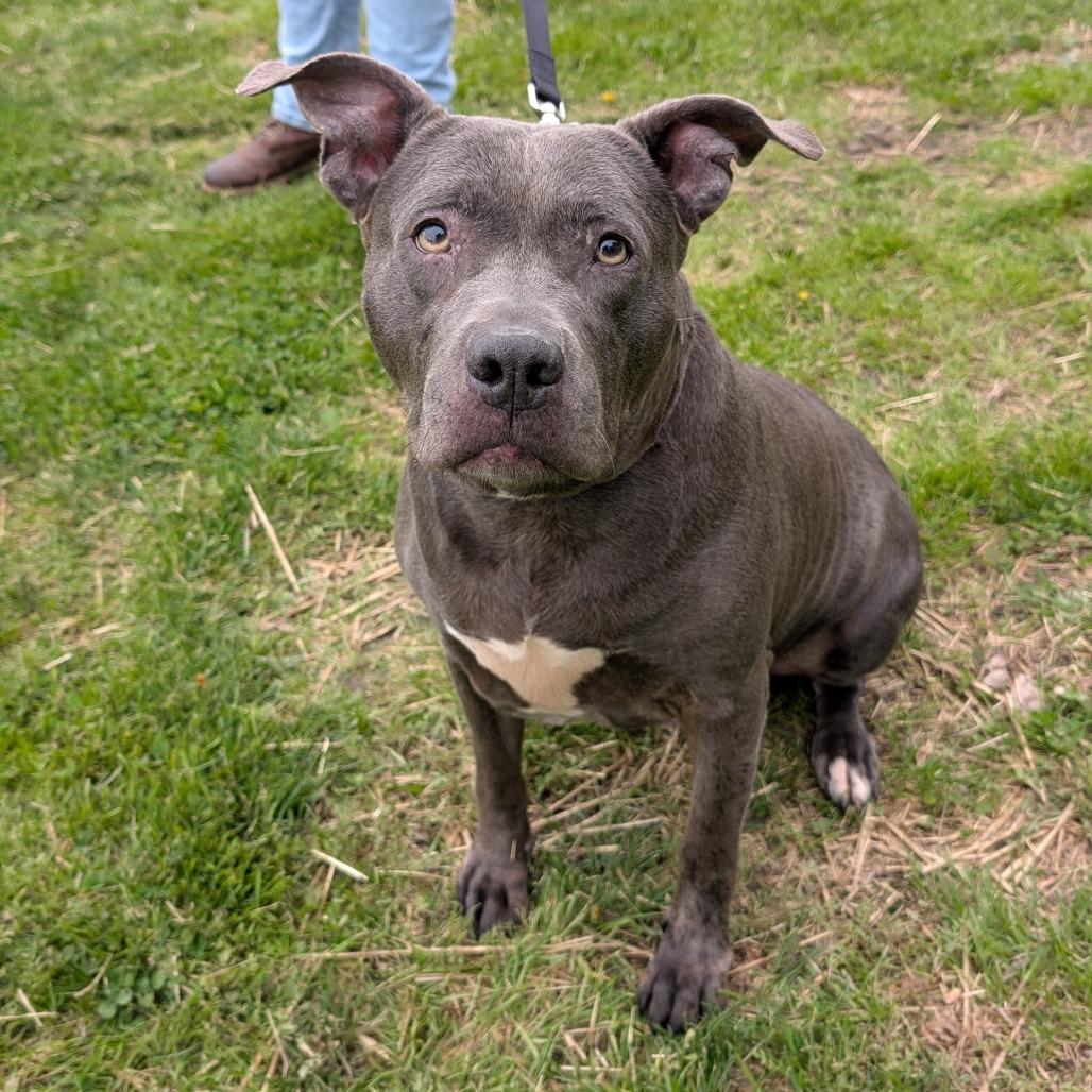 Enlarge Agnes, a Adoptable mixed breed in Birdsboro, PA image 6/6