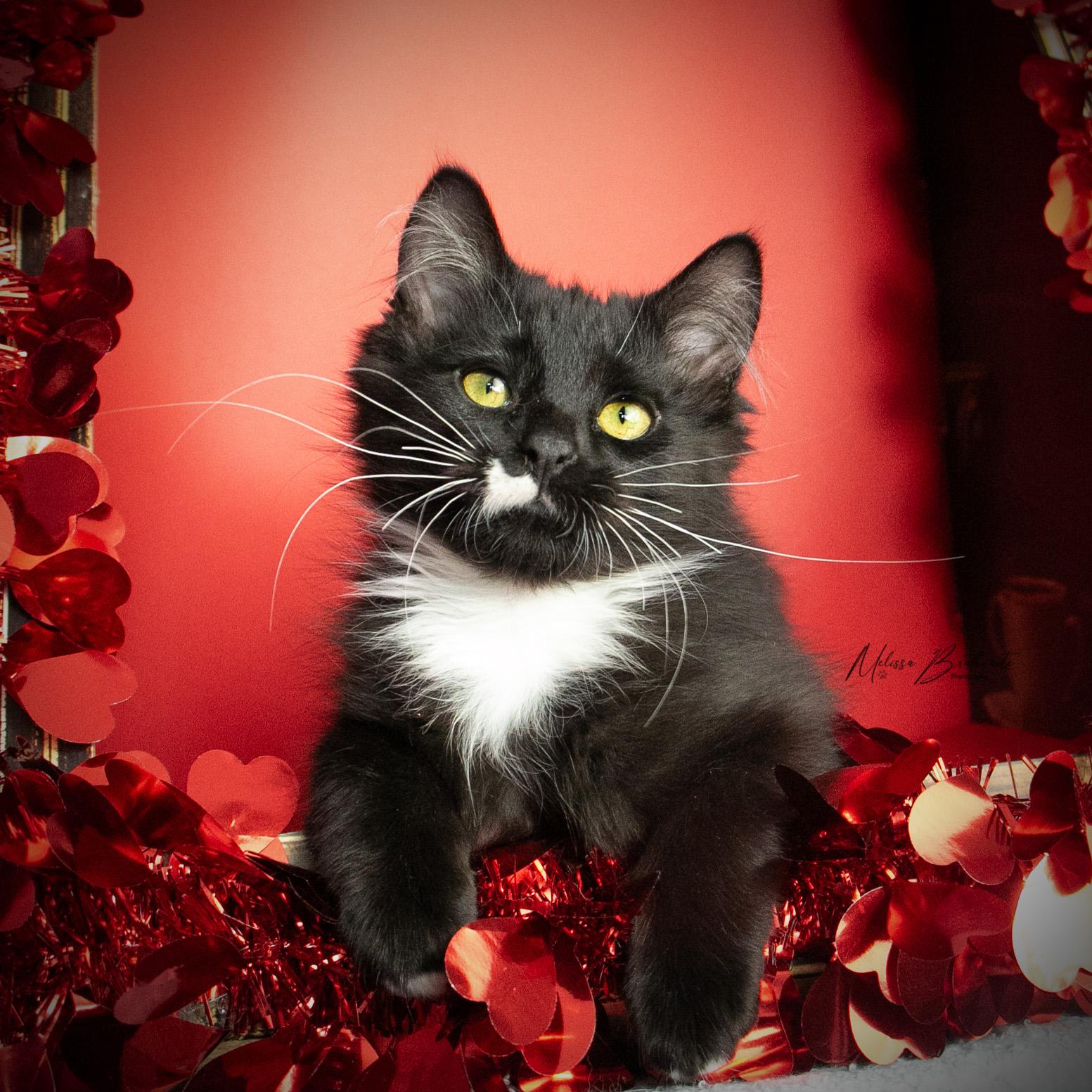 Mater, an adopted Domestic Long Hair in Calgary, AB image 2/4