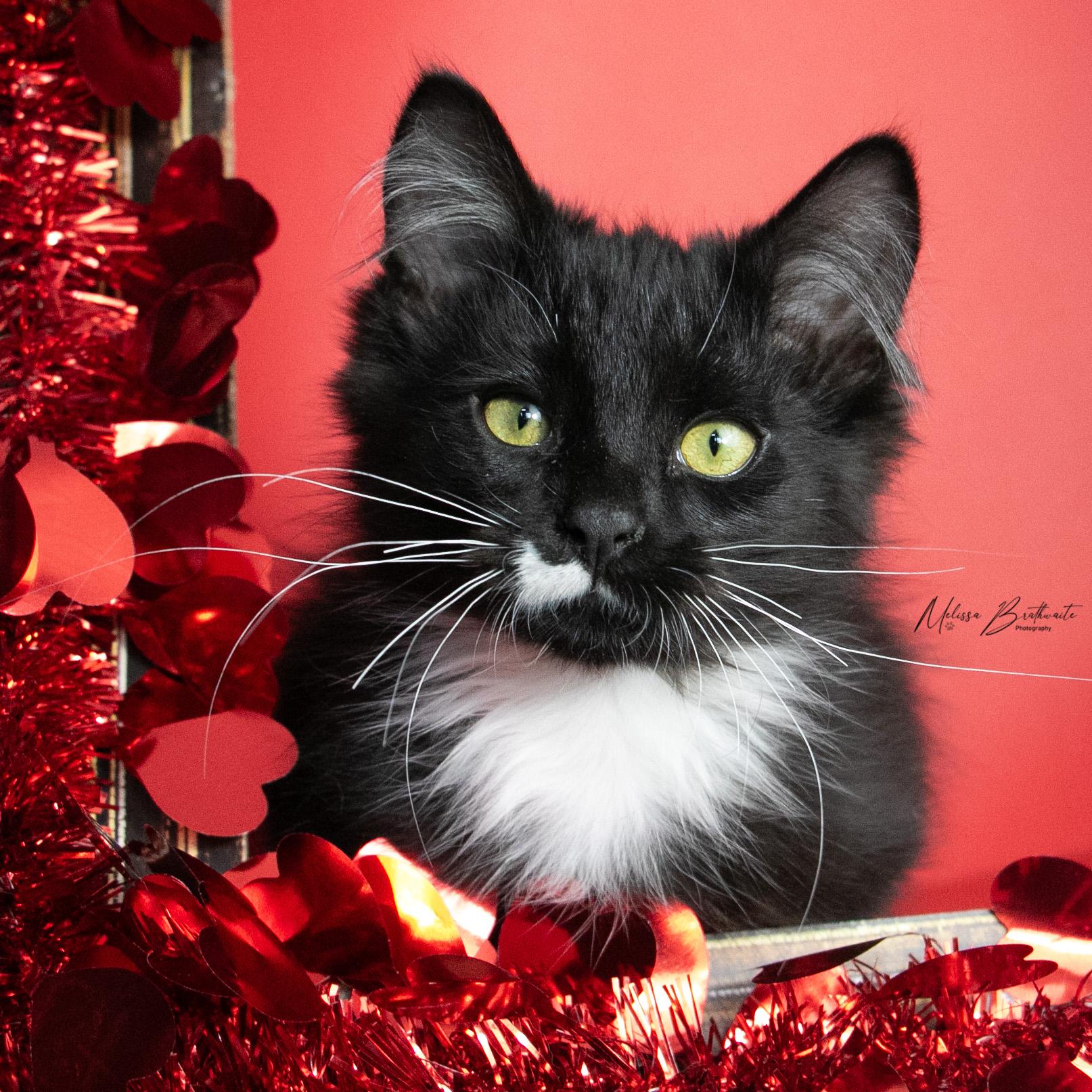 Mater, an adopted Domestic Long Hair in Calgary, AB image 3/4