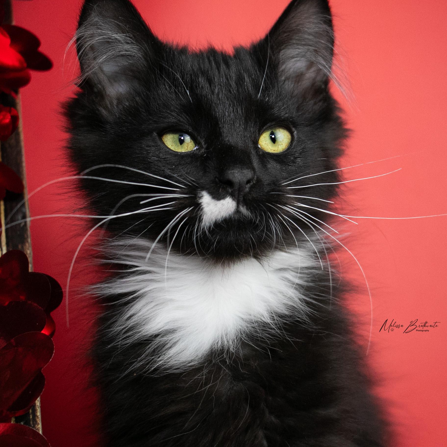 Mater, adopted, Kitten Male Domestic Long Hair.
