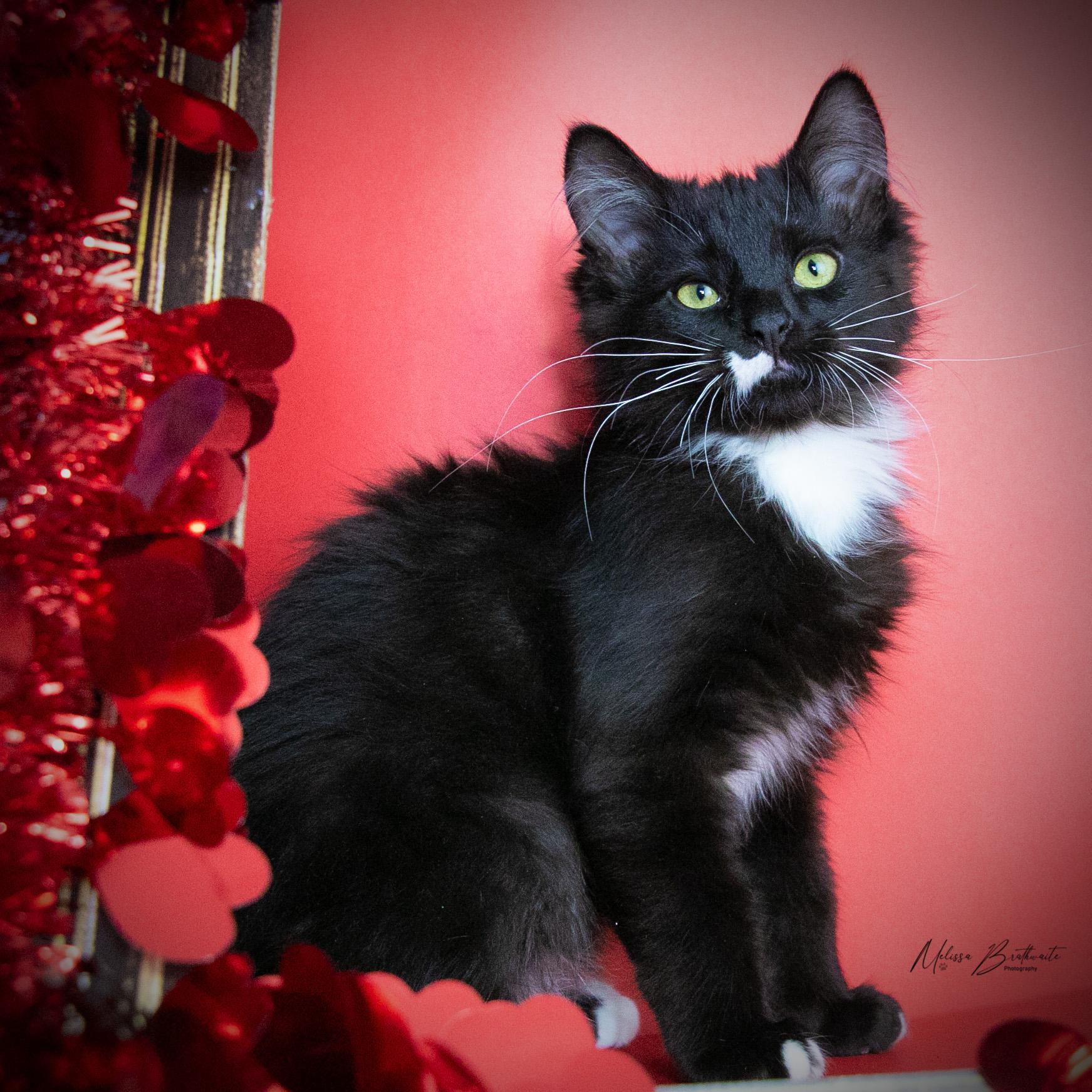 Mater, an adopted Domestic Long Hair in Calgary, AB image 4/4