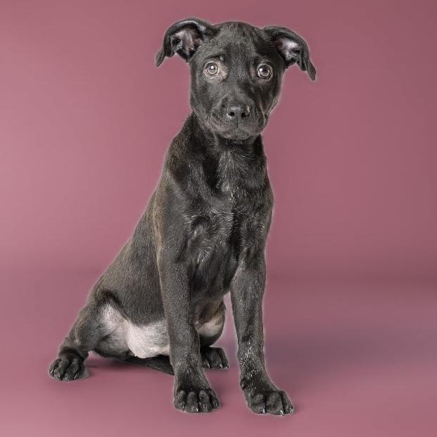 AAD New Arrival! Sarah - 26113, a Adoptable mixed breed in Armonk, NY image 1/4