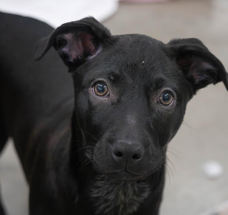 AAD New Arrival! Sarah - 26113, a Adoptable mixed breed in Armonk, NY image 2/4