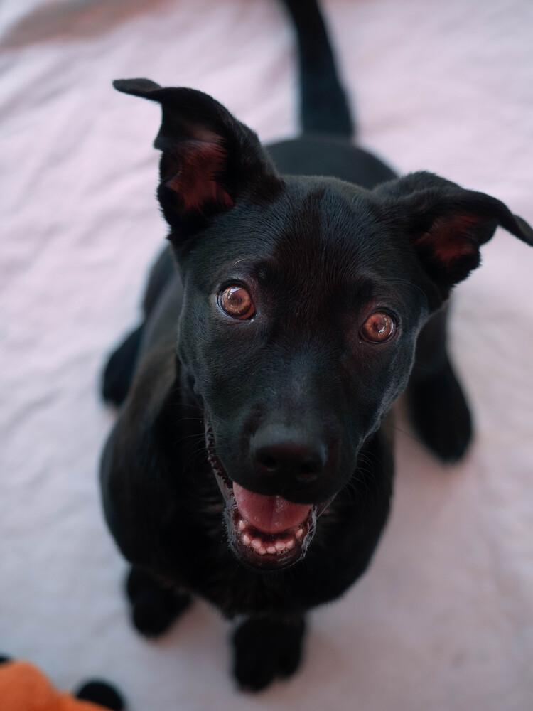 AAD New Arrival! Sarah - 26113, a Adoptable mixed breed in Armonk, NY image 3/4