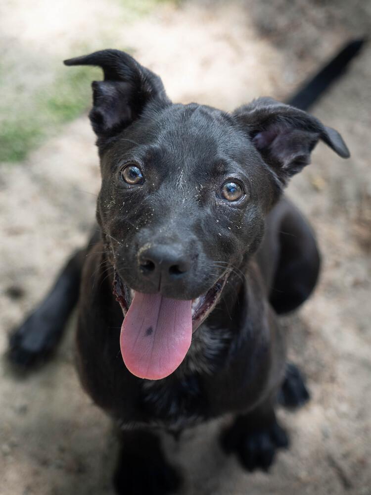 AAD New Arrival! Sarah - 26113, a Adoptable mixed breed in Armonk, NY image 4/4