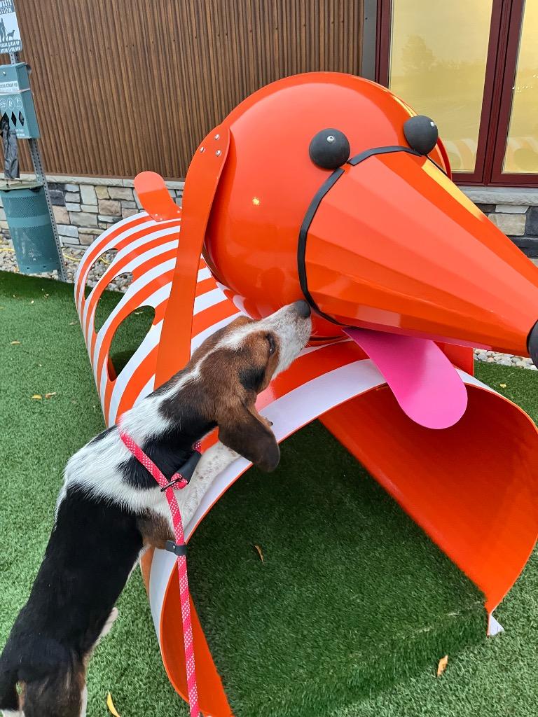 Enlarge Peter Pan, a Adoptable mixed breed in Valparaiso, IN image 2/4