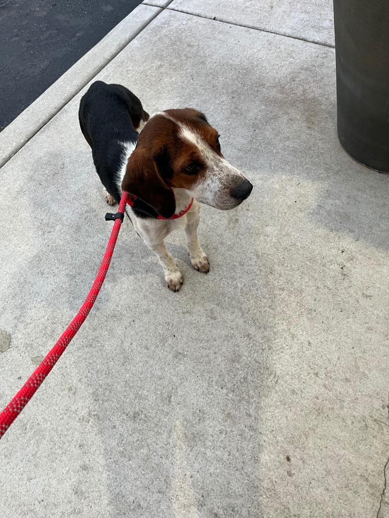 Enlarge Peter Pan, a Adopted mixed breed in Valparaiso, IN image 2/4