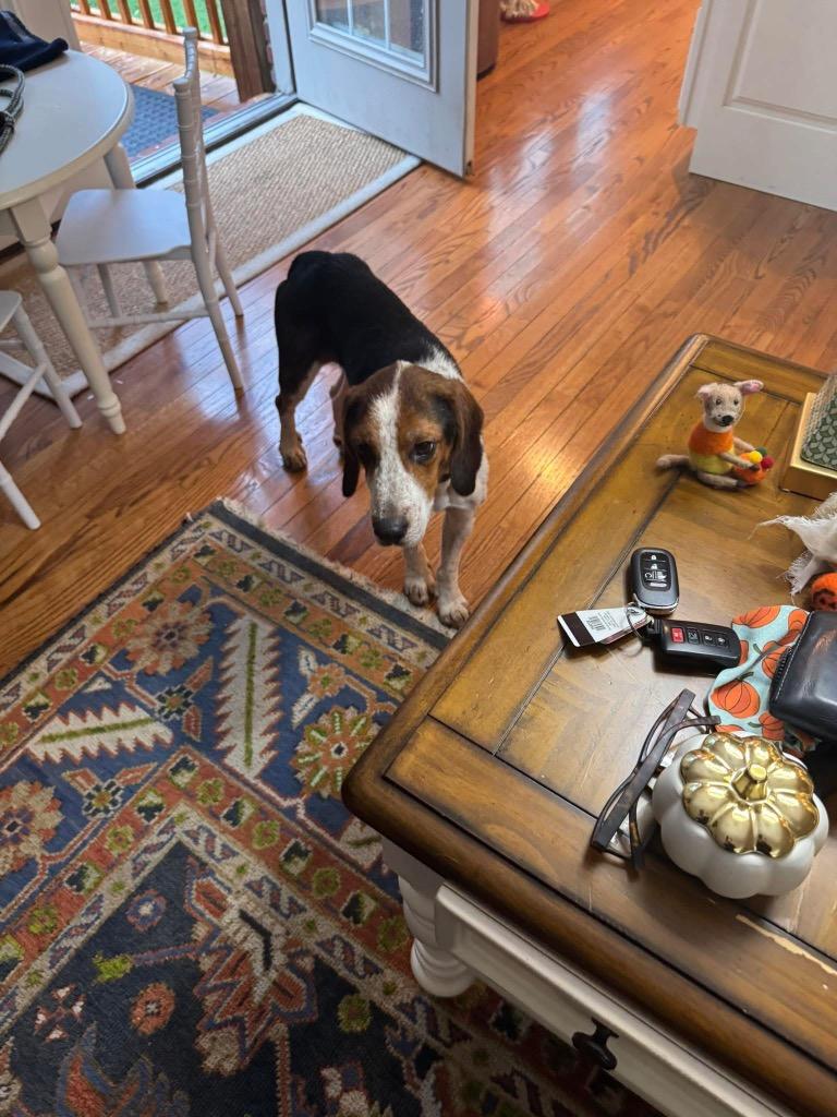 Enlarge Peter Pan, a Adopted mixed breed in Valparaiso, IN image 3/4