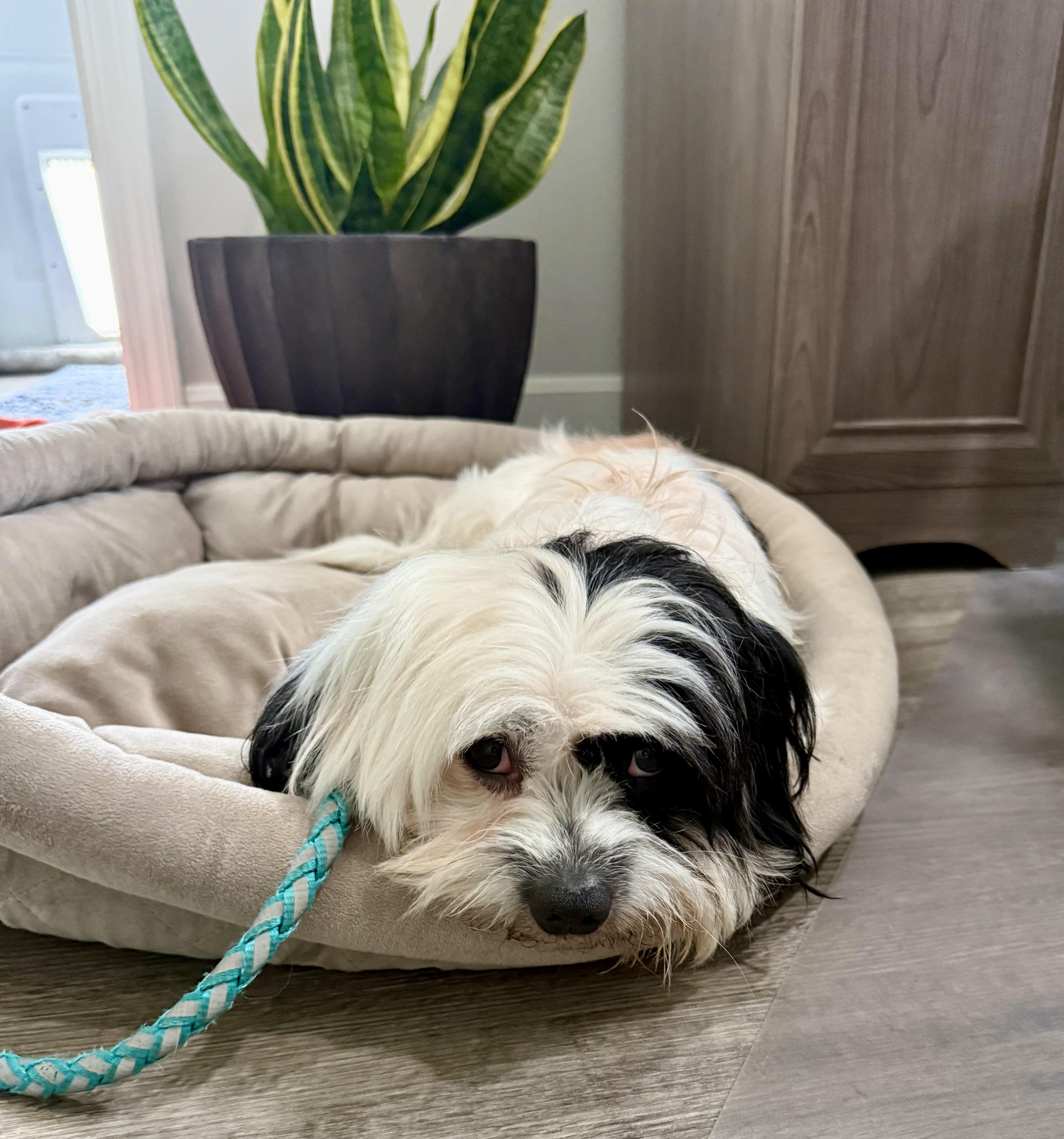 Prince, Adoptable, Adult Male Shih Tzu.