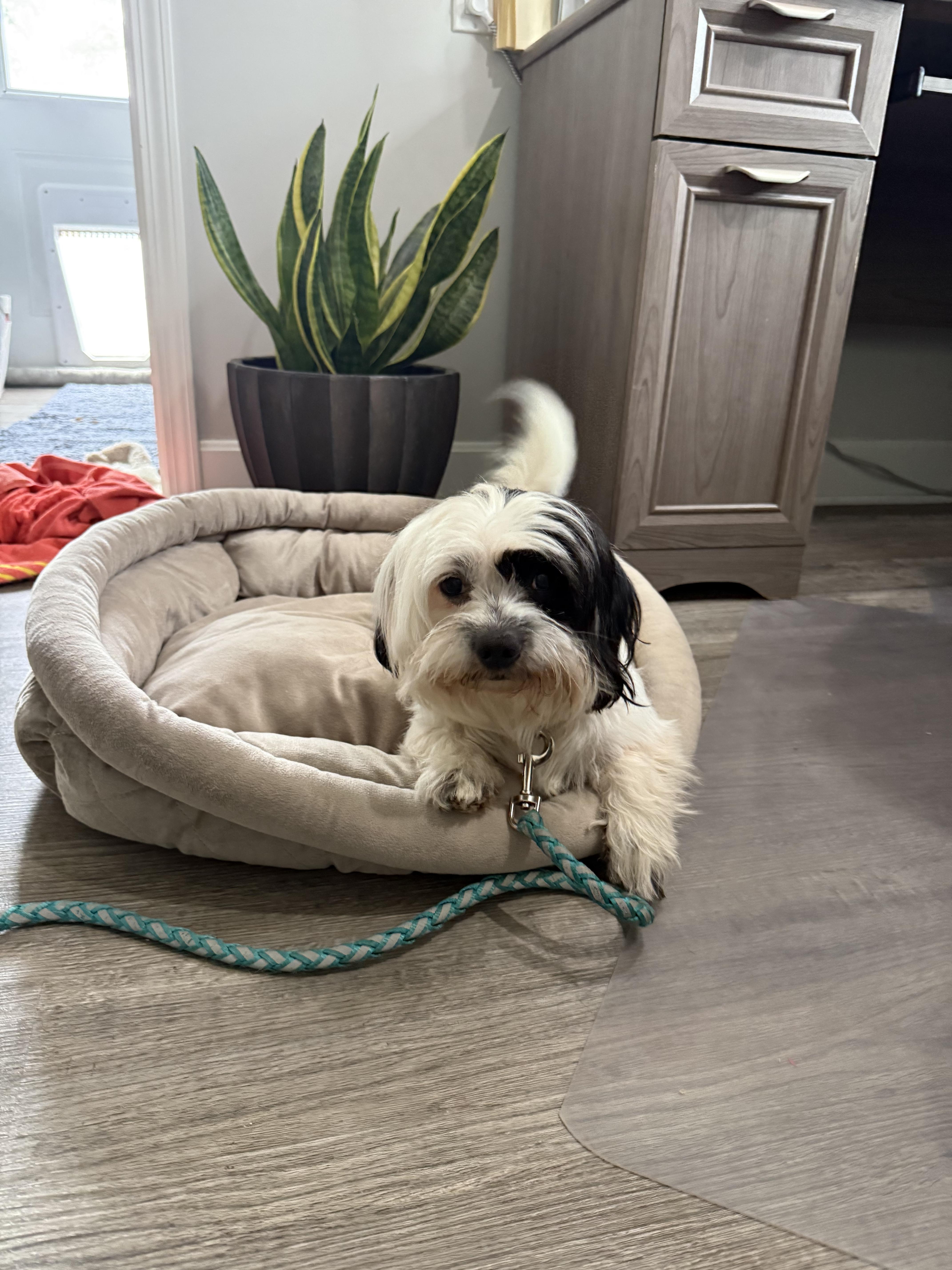 Enlarge Prince, a Adoptable Shih Tzu in Mexico, MO image 2/3