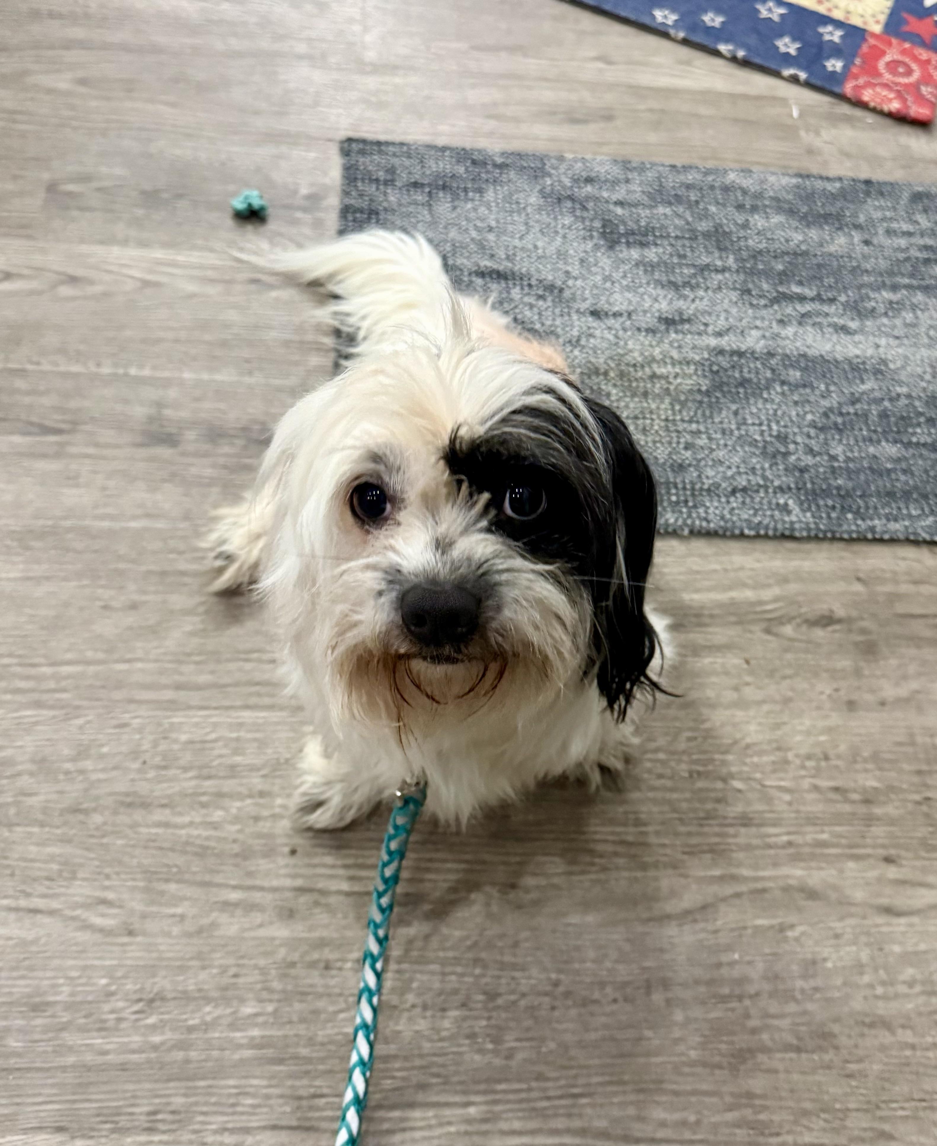 Enlarge Prince, a Adoptable Shih Tzu in Mexico, MO image 3/3