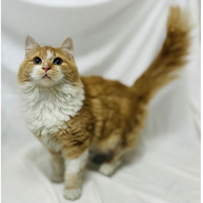 Gordian, an adopted Maine Coon Mix in Pittstown, NJ_image-1