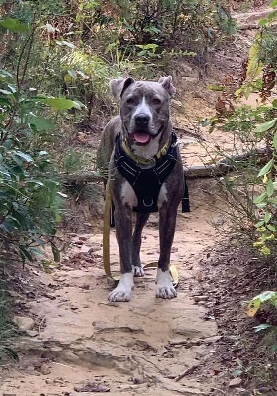 Enlarge Beta, a ADOPTABLE mixed breed in Northville, MI image 2/6