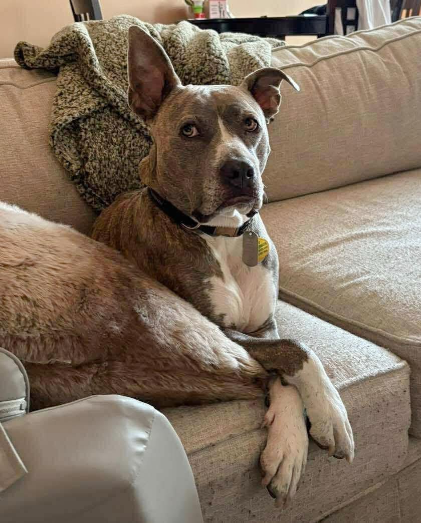 Enlarge Beta, a ADOPTABLE mixed breed in Northville, MI image 3/6