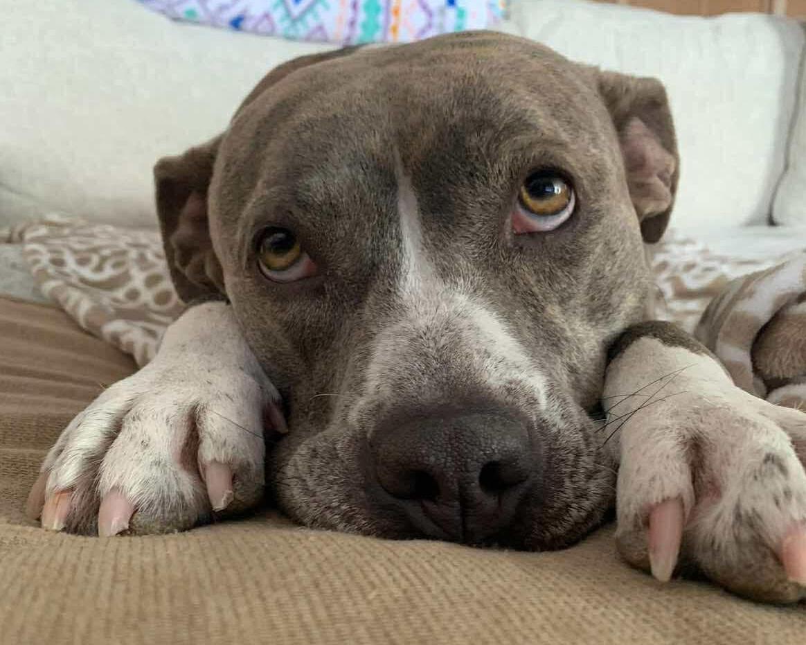 Enlarge Beta, a ADOPTABLE mixed breed in Northville, MI image 1/6