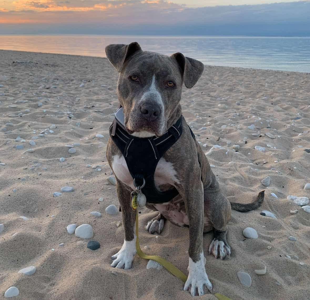 Enlarge Beta, a ADOPTABLE mixed breed in Northville, MI image 5/6