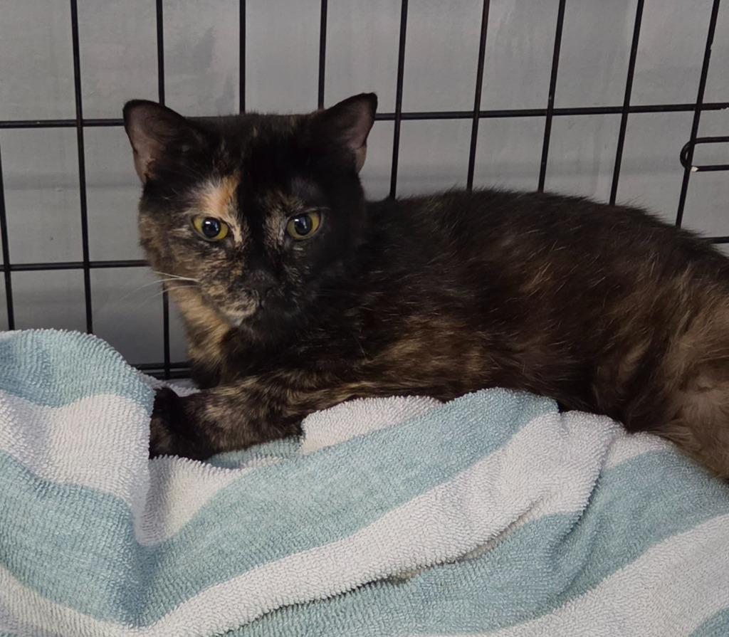 Enlarge 2026-92 Lychee, a Adoptable mixed breed in Windsor, CT image 1/1