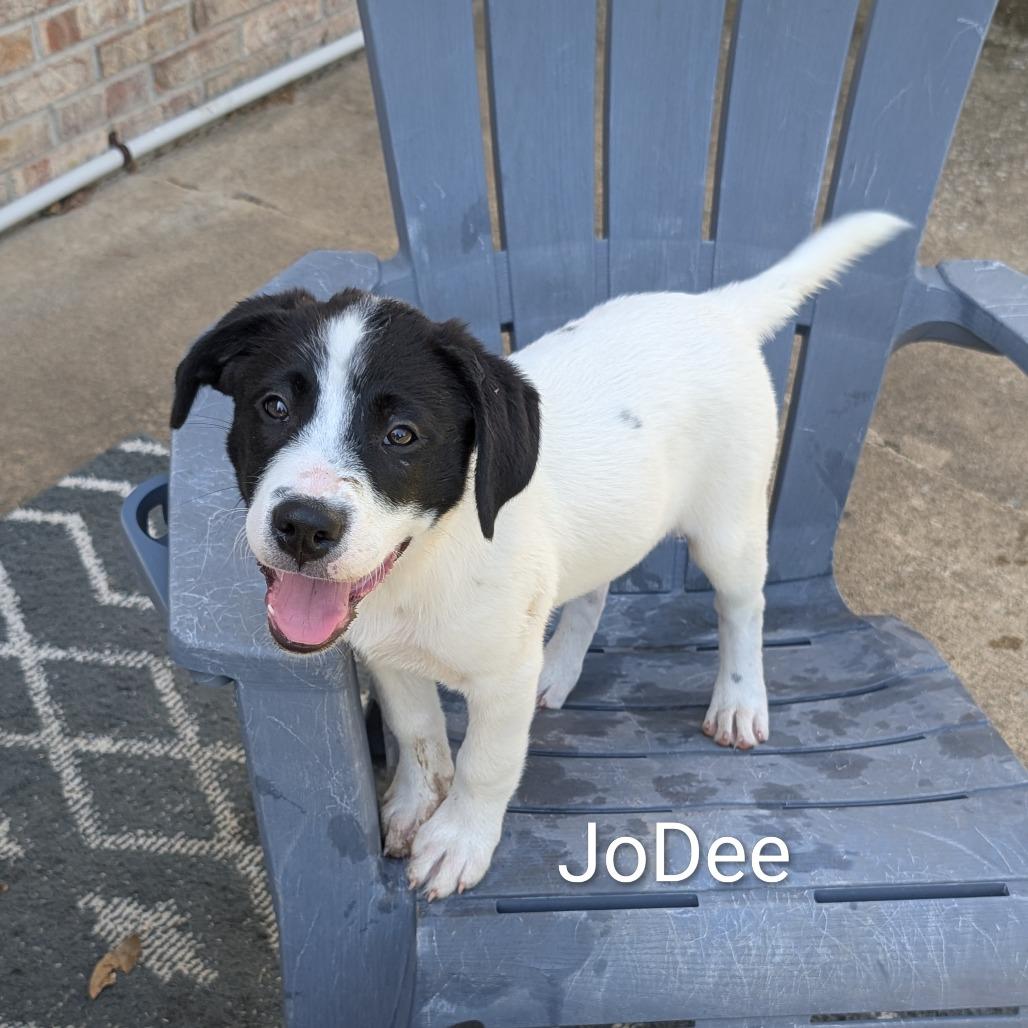 Jo Dee, Adoptable, Puppy Female Mixed Breed.