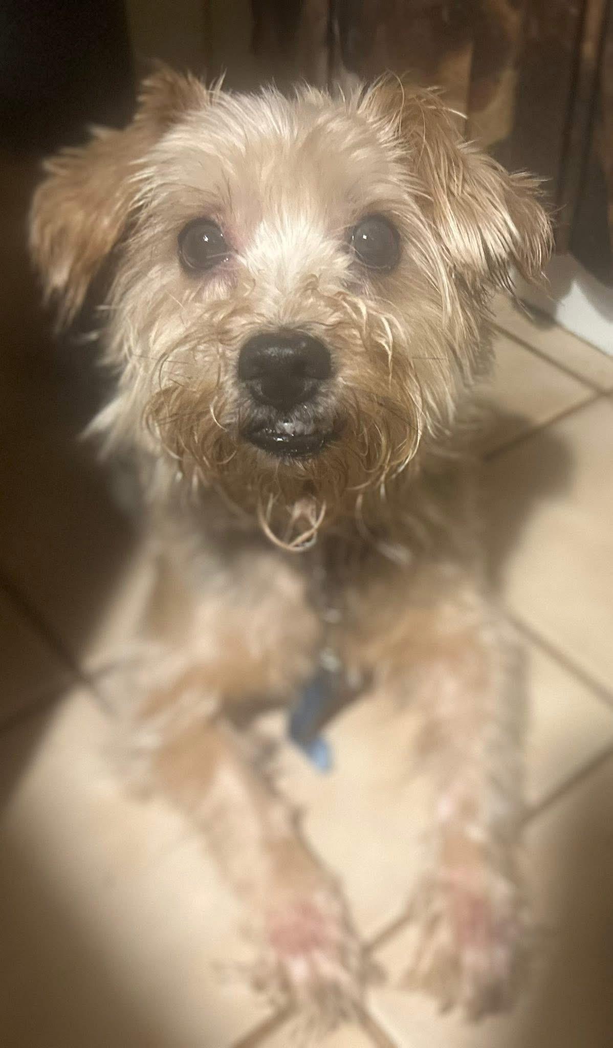 Charlie Waffles
