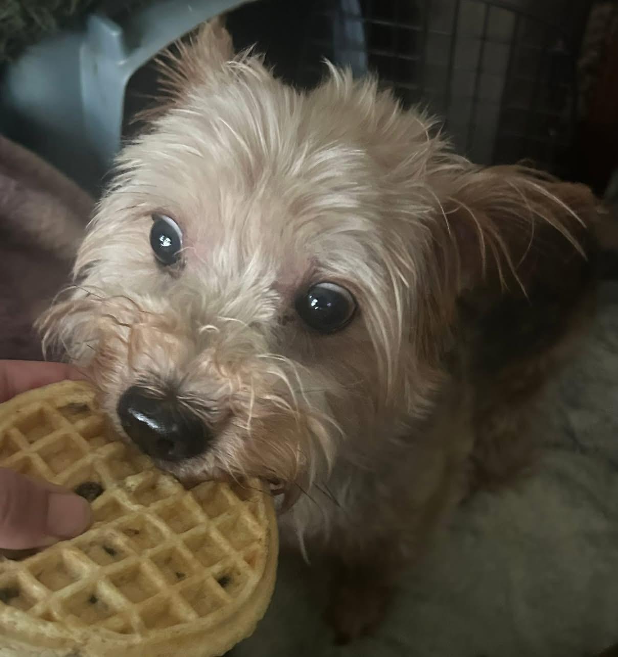 Charlie Waffles